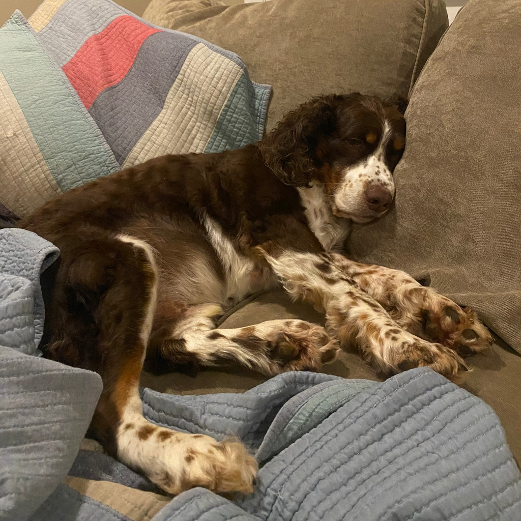 Overnight Dog Sitting