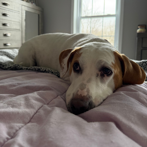 Overnight Dog Sitting